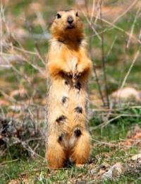Жёлтый суслик или песчаник (Spermophilus fulvus).