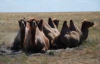 Steppe inhabitants.