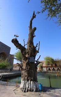 Architectural monuments of Bukhara.