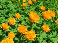 Flowers Kazakh Altay.