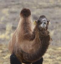 In the deserts of Central Asia.