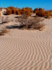 Desert at the bottom of Aral sea. At Muinak.