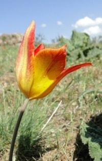 Tulipa Ostrowskiana Regel.