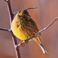 Обыкновенная овсянка (Emberiza citrinella).